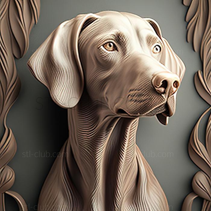 st Weimaraner dog